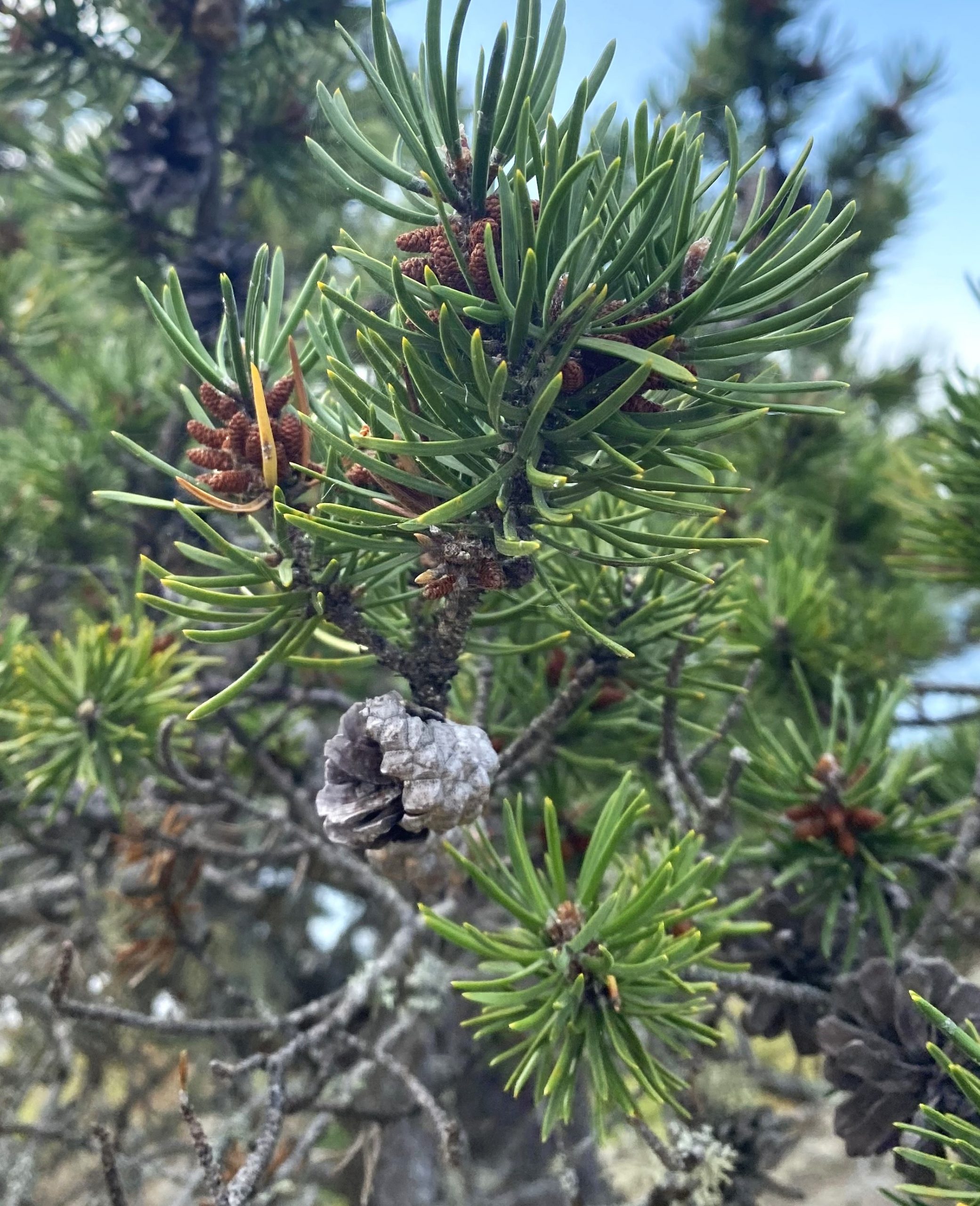 Living Here – issue iii, June 2024